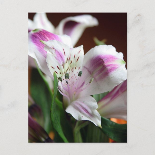 Purple and White Lily Flower Postcard (Front)