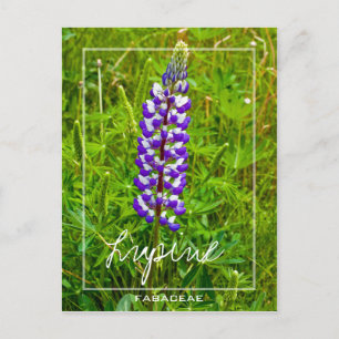 Purple And White Lupine Lupin Lupinus Flower Postcard