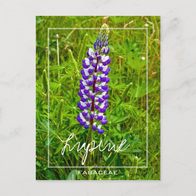 Purple And White Lupine | Lupin | Lupinus Flower Postcard (Front)