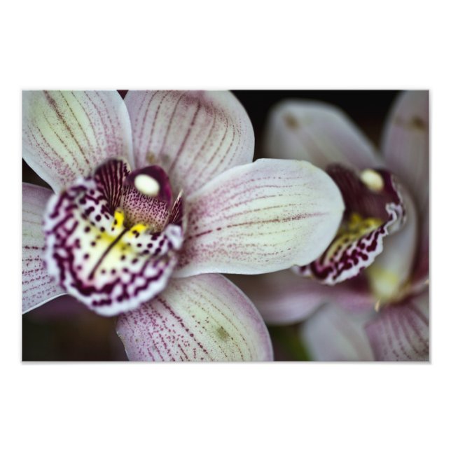 Purple and White Orchid Photo Print (Front)