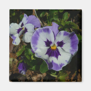 Purple and White Pansies Colourful Floral Magnet