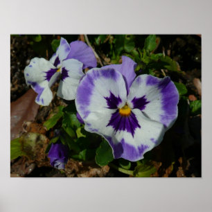 Purple and White Pansies Colourful Floral Poster