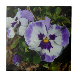 Purple and White Pansies Colourful Floral Tile