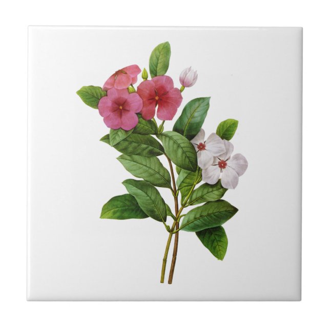 Purple and White Periwinkle by Redoute Tile (Front)