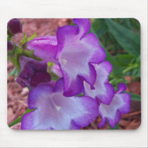 Purple and white phoenix penstemon flowers mouse pad