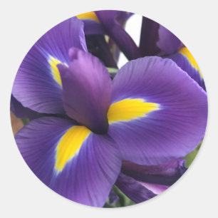 Purple and Yellow Irises Classic Round Sticker