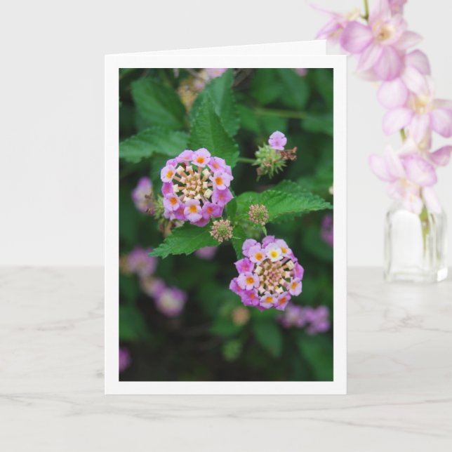 Purple and Yellow Lantana Flowers Card (Orchid)