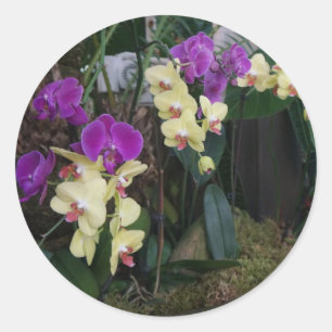Purple and Yellow Orchids Stickers