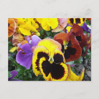 Purple and Yellow Pansy Flowers Postcard