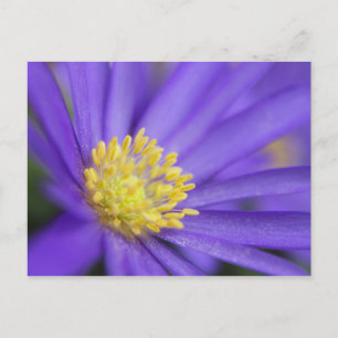 Purple and Yellow Postcard