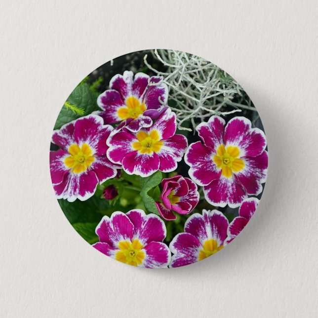 Purple and yellow primrose flowers 2 inch round button (Front)