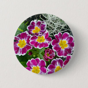 Purple and yellow primrose flowers 2 inch round button