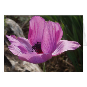 Purple Anemone Card