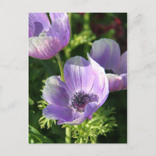 Purple Anemone Flowers Postcard