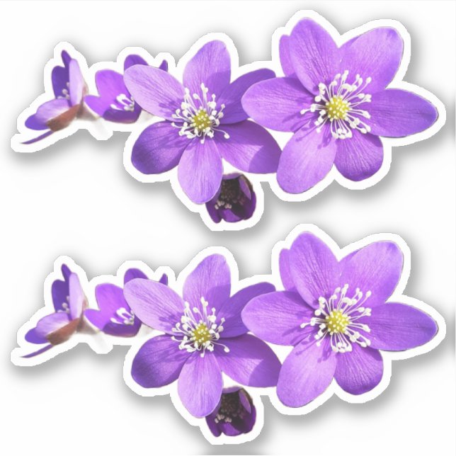 Purple Anemone Hepatica Flowers Vinyl Sticker (Devant)