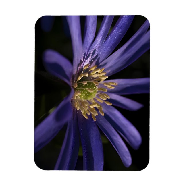 Purple Anemone Magnet (Vertical)