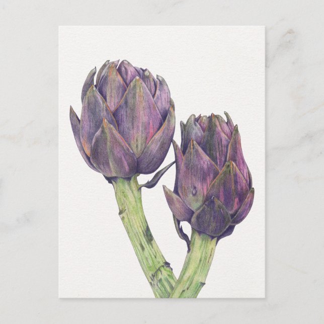 Purple Artichokes Postcard (Front)