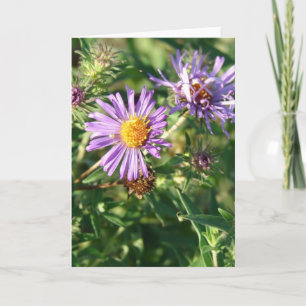 Purple Aster Card