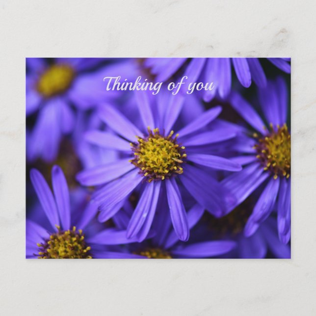 Purple Aster Flowers at RHS Garden Wisley Thinking Postcard (Front)