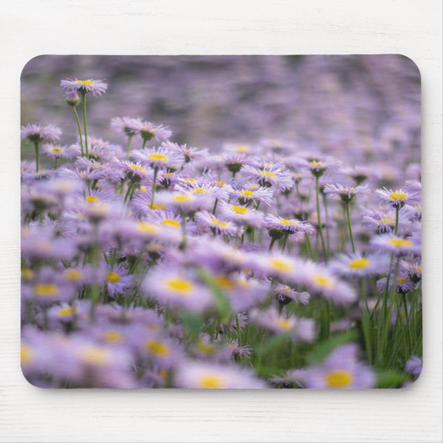 Purple Aster Flowers Mouse Pad (Front)