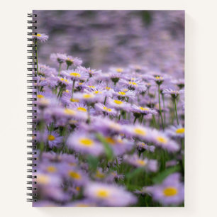 Purple Aster Flowers Notebook