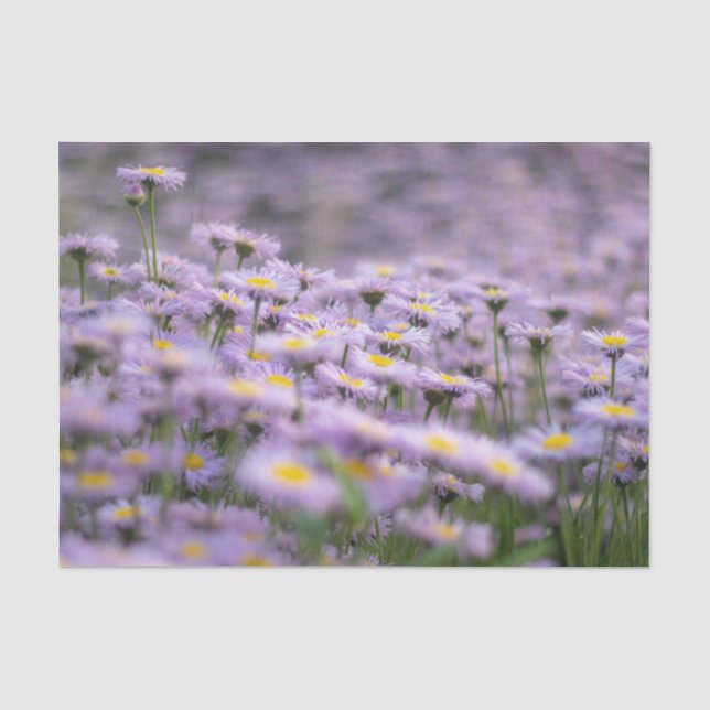 Purple Aster Flowers Tissue Paper (Front)