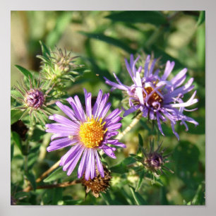Purple Aster Square Poster
