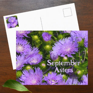 Purple Aster Wildflowers Photographic Floral Postcard