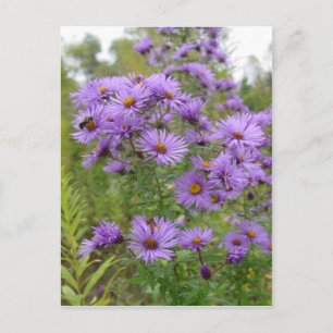 Purple Asters Postcard