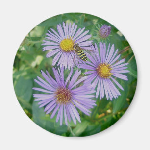 Purple Asters with Bee Fly Magnet