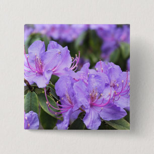 purple azalea flowers, 杜 鹃 花 2 inch square button