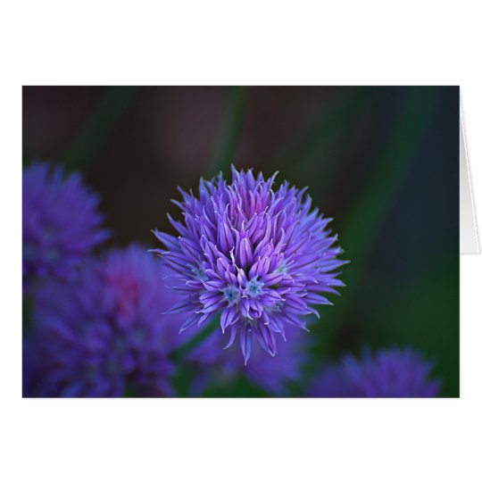 purple balls card