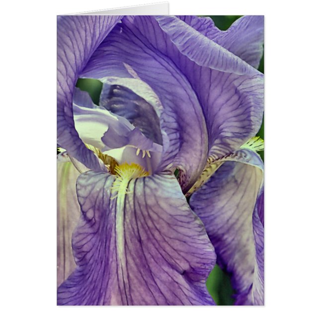 Purple Bearded Iris (Front)