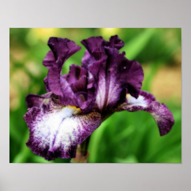 Purple Bearded Iris Close Up Flower Orton Art Poster (Front)