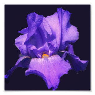 Purple Bearded Iris Flower 8x8 Photo Print