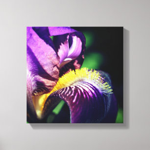 Purple Bearded Iris Flower Petal  Canvas Print