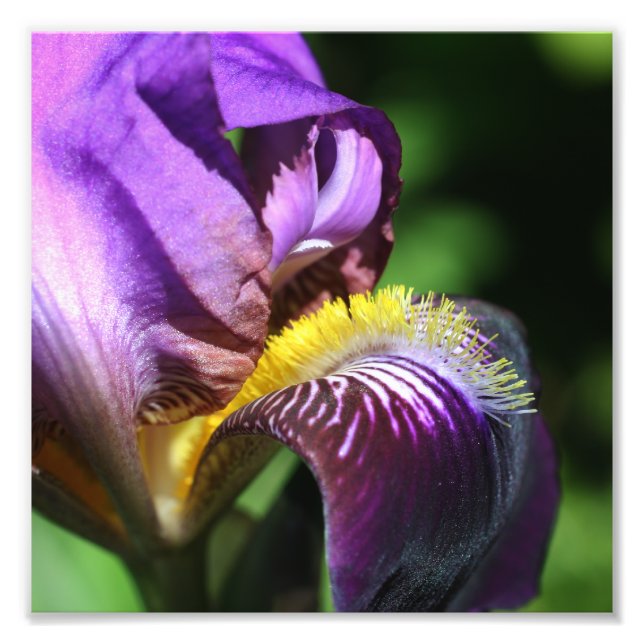 Purple Bearded Iris Flower Petal Close Up 8x8 Photo Print (Front)