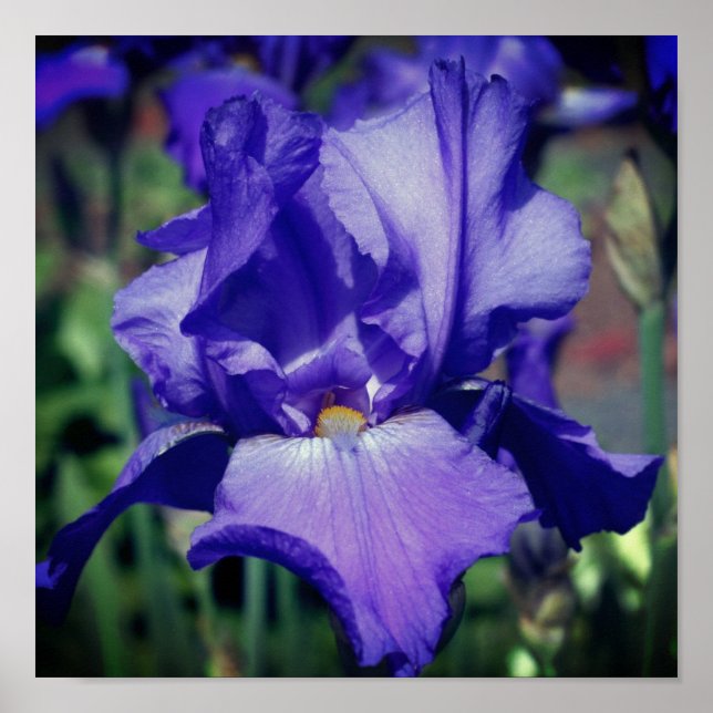 Purple Bearded Iris Flower Poster (Front)