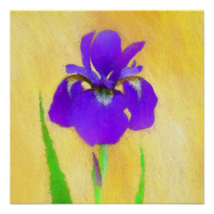 Purple Bearded Iris Painting - Cute Original Dog A Poster