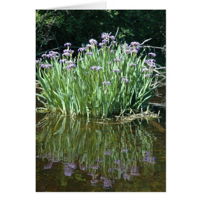 PURPLE BEAUTY (Front)