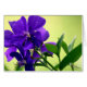 Purple Beauty Flower (5.0) (Front Horizontal)