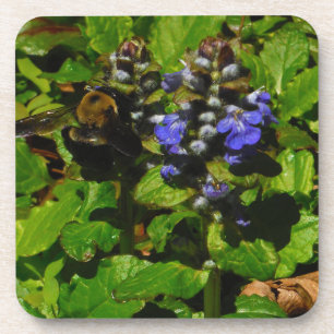 Purple Bee Balm and Bumble Bee Coaster