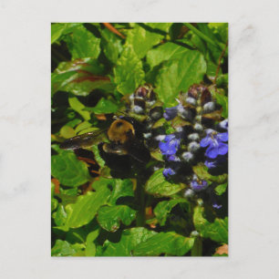 Purple Bee Balm and Bumble Bee Postcard