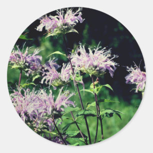 Purple Bee Balm Flowers Classic Round Sticker