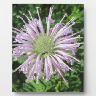 Purple Bee Palm Plaque