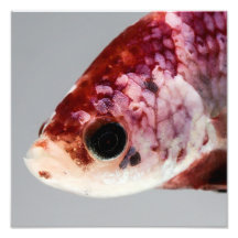 Purple Betta Fish Head