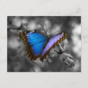 Purple Blue Butterfly Postcard