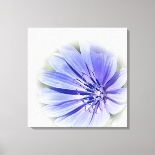 purple blue chicory canvas print (Front)