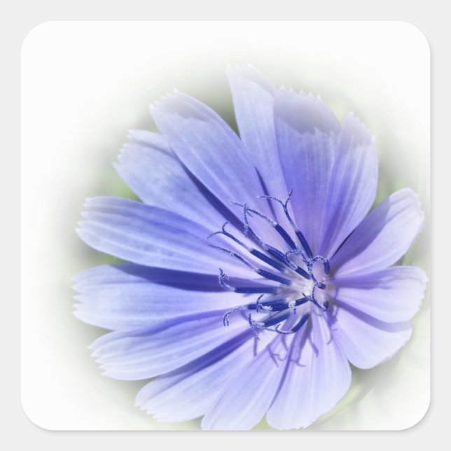 purple blue chicory square sticker (Front)