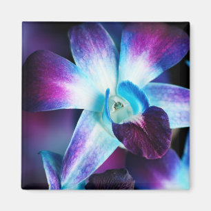 Purple & Blue Dendrobium Orchid Customized Orchids Magnet